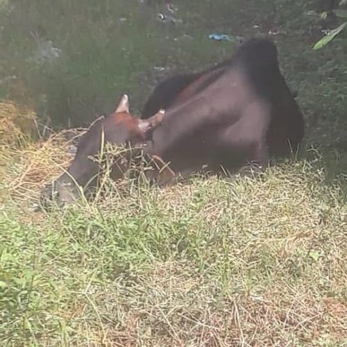 Bull Rescue Mission