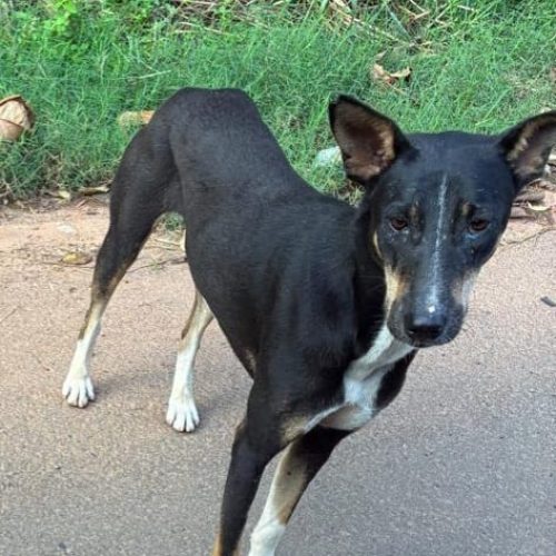 In Story of Hope - Dog Skin Recovery