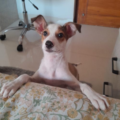 In Story of Hope - Puppy Street Rescue