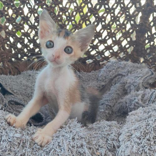 Kitten Survival Fight